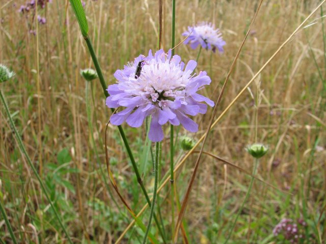 Knautie des champs   Knautia arvensis